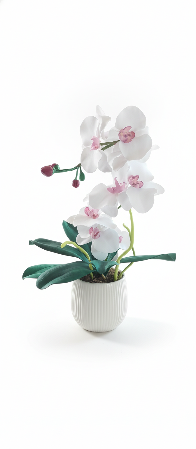 Orchidea Phalaenopsis