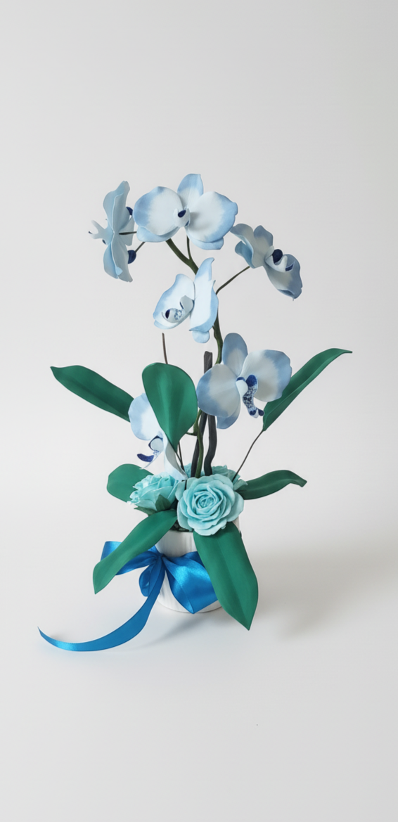 Orchidea Phalaenopsis